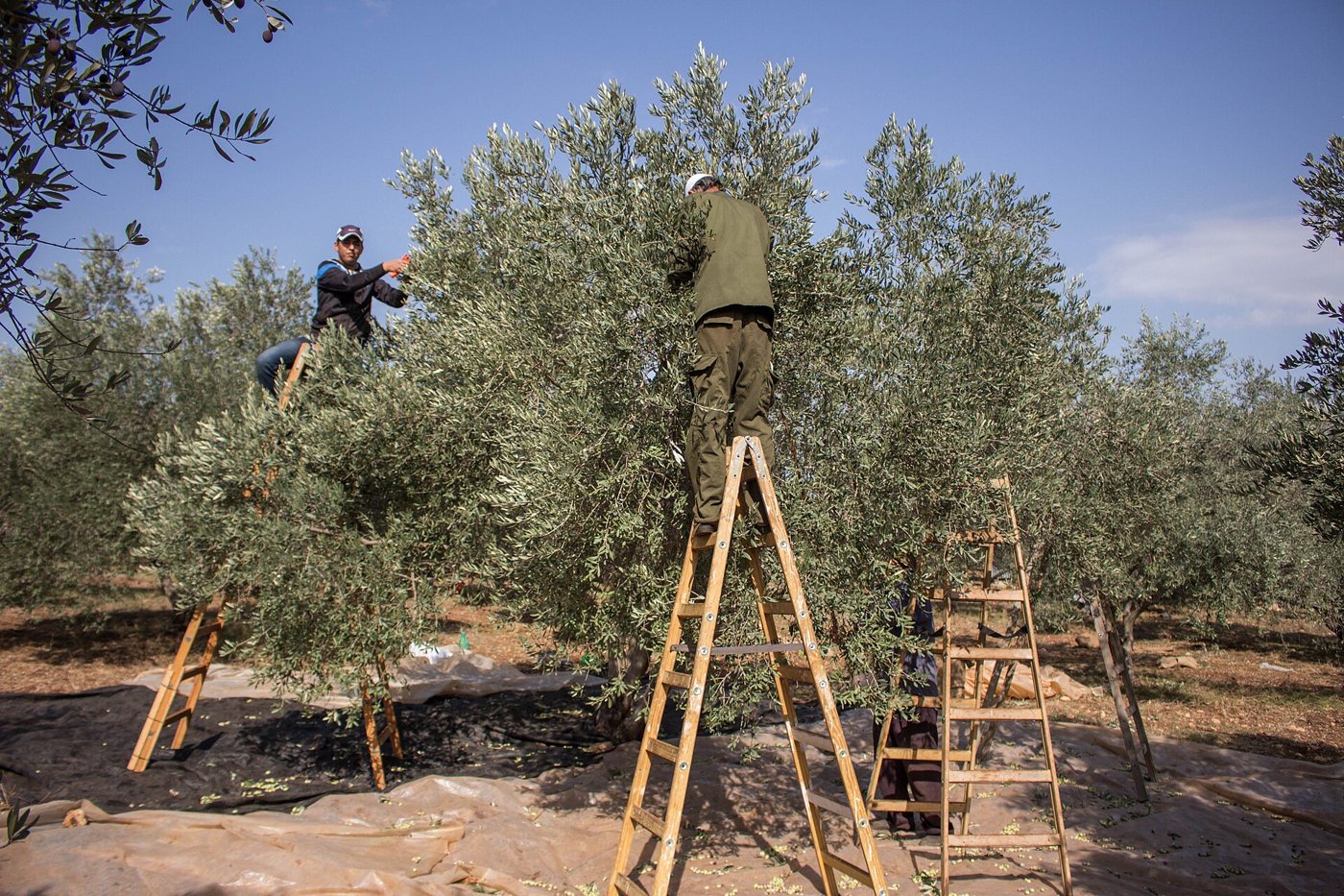 Palestinian farmers harvesting olives, November 2015.jpg
