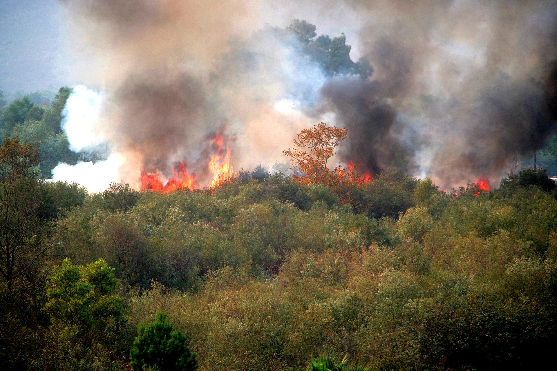 Wildfire burns on Wilcox Range in Camp Pendleton.jpg